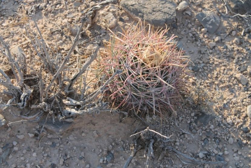  - Echinocactus Parryi