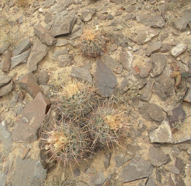  - Echinocactus Parryi