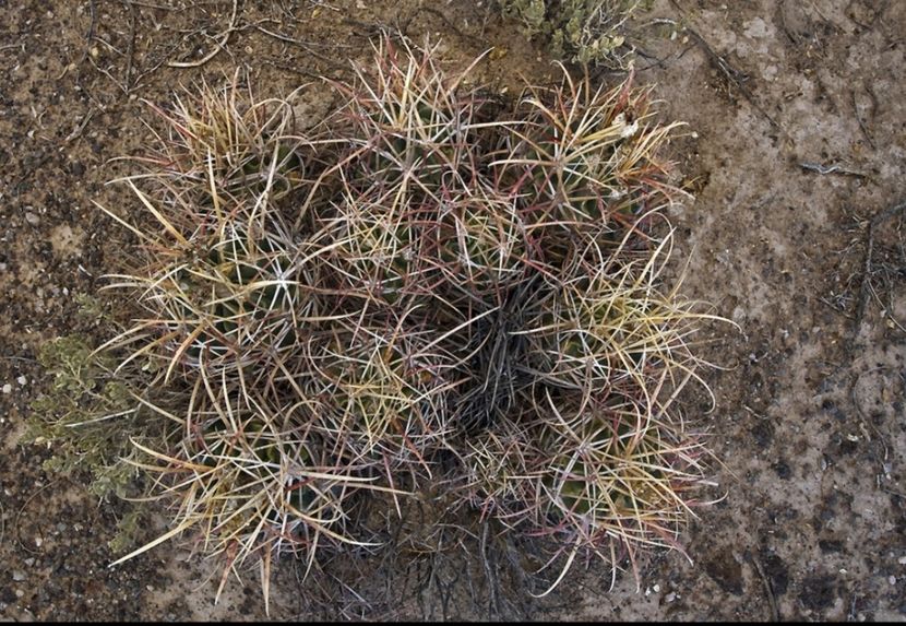  - Echinocactus Parryi