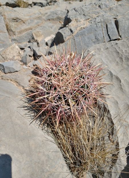  - Echinocactus Parryi