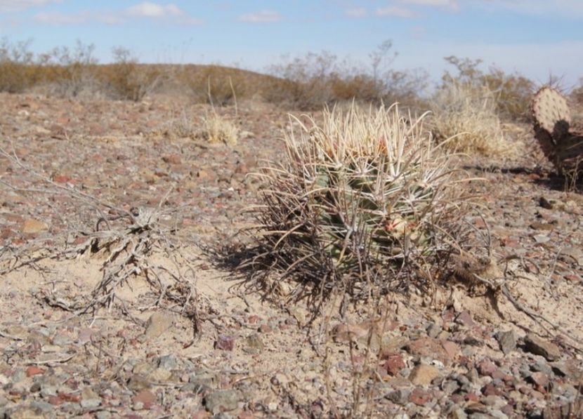  - Echinocactus Parryi