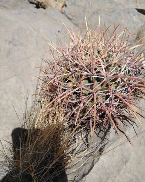  - Echinocactus Parryi