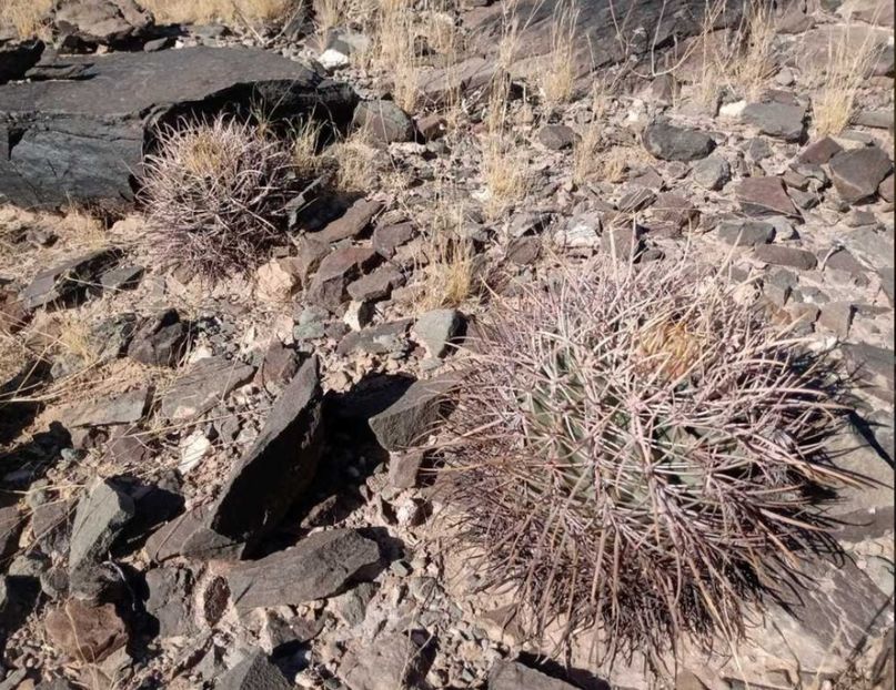  - Echinocactus Parryi