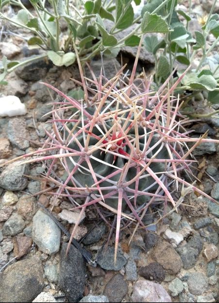  - Echinocactus Parryi