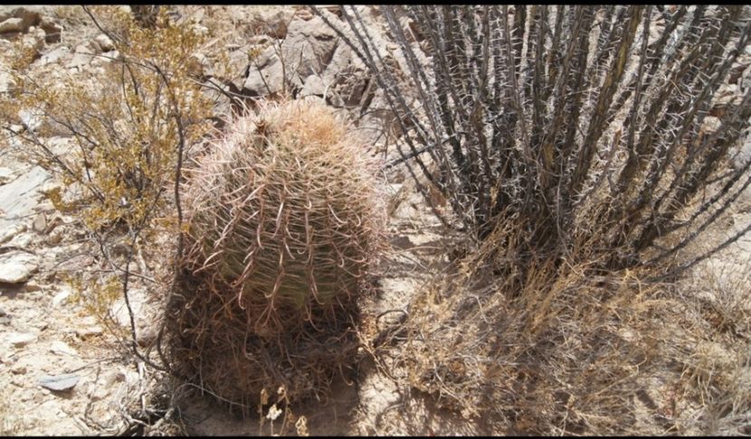  - Echinocactus Parryi