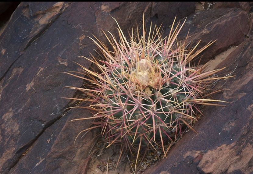  - Echinocactus Parryi