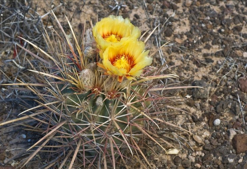  - Echinocactus Parryi