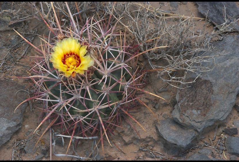  - Echinocactus Parryi