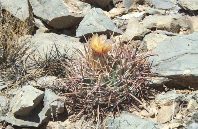  - Echinocactus Parryi