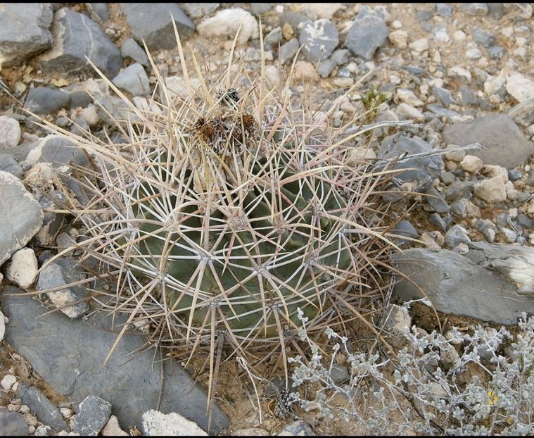  - Echinocactus Parryi