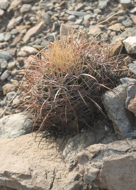  - Echinocactus Parryi