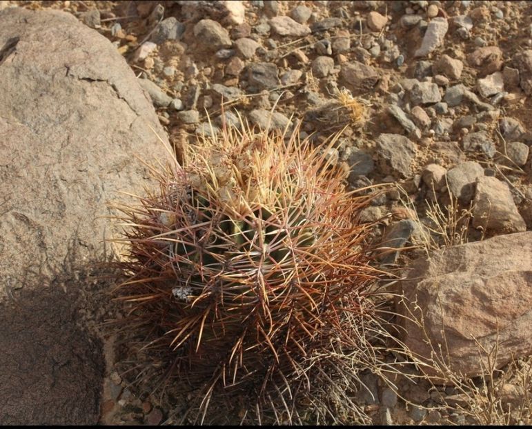  - Echinocactus Parryi