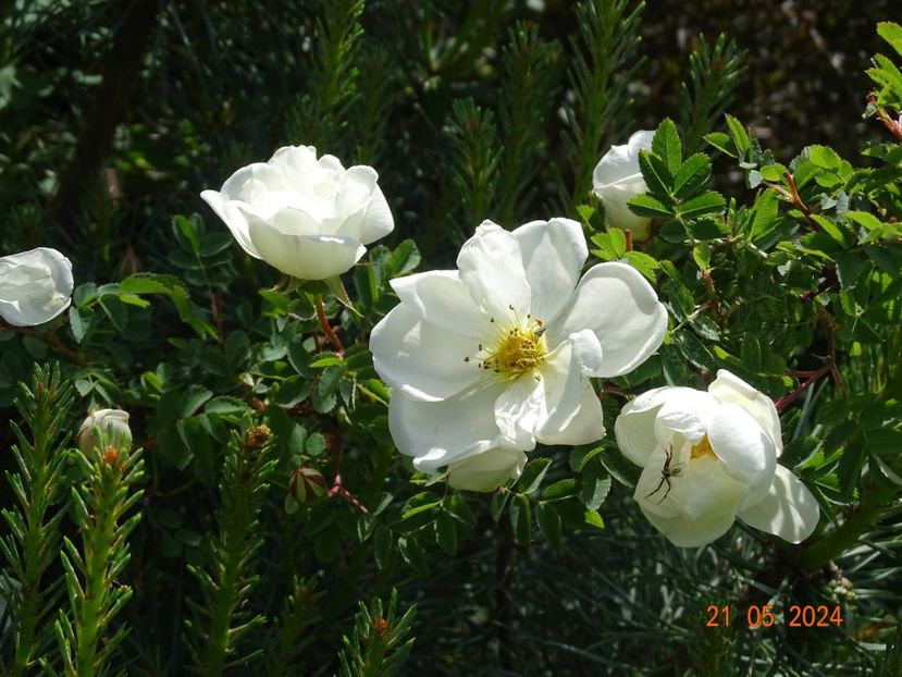  - Trandafiri 2024