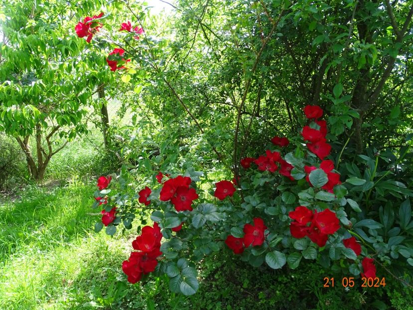  - Trandafiri 2024