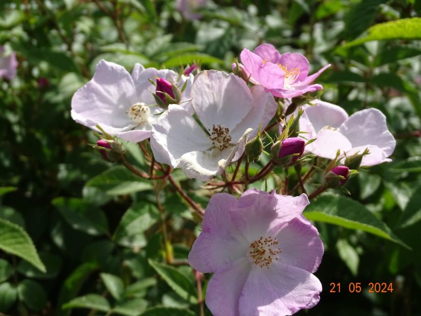 seedling - Trandafiri 2024