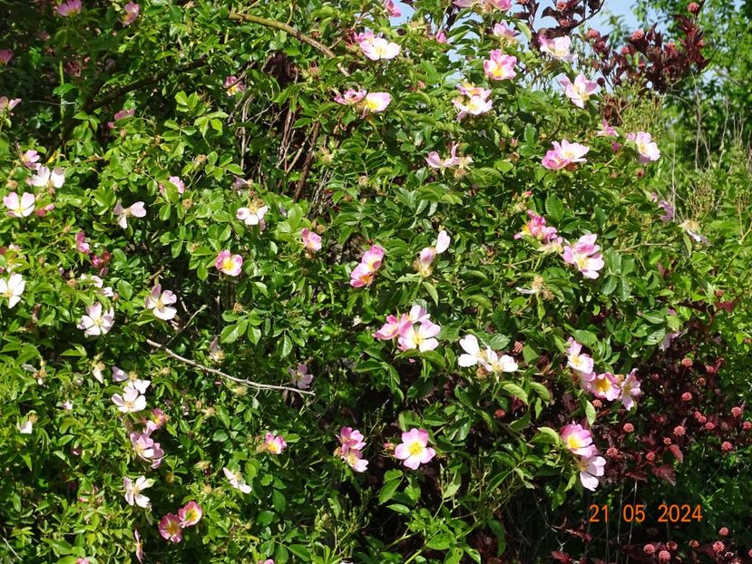 rosa canina - Trandafiri 2024