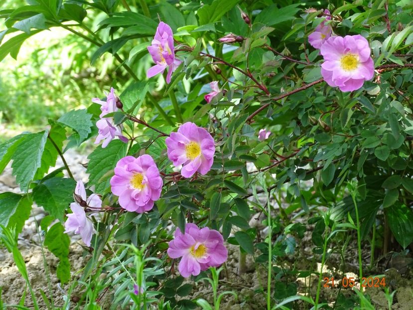  - Trandafiri 2024