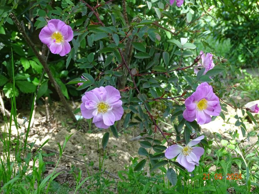  - Trandafiri 2024