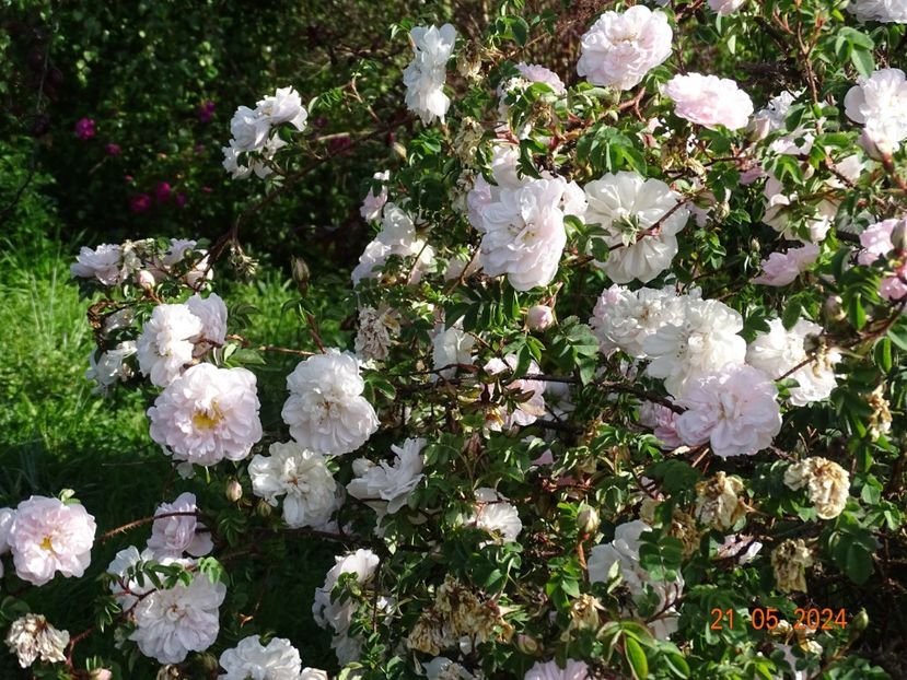  - Trandafiri 2024