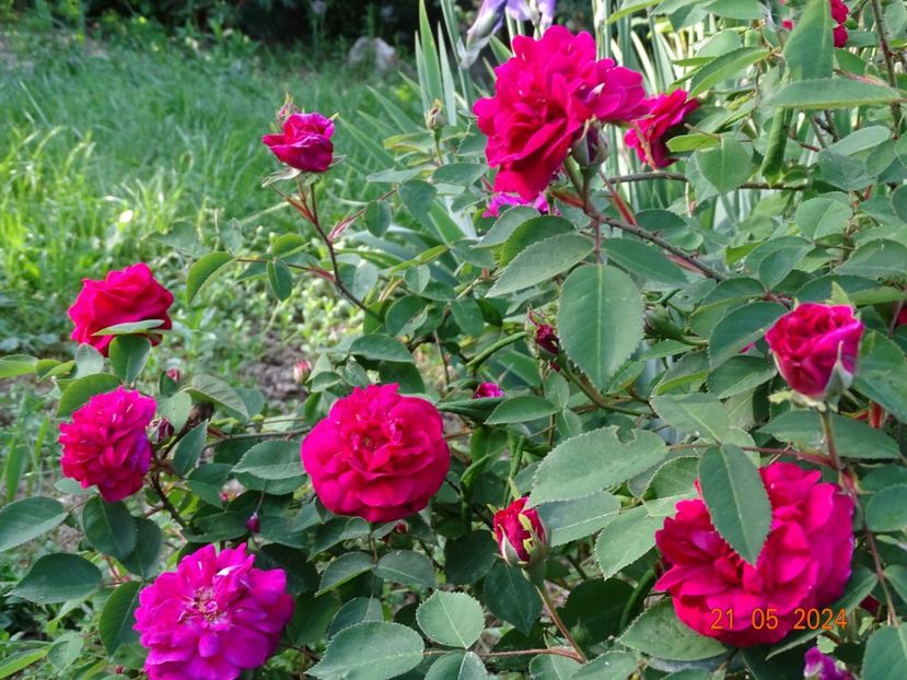 Vivid - Trandafiri 2024