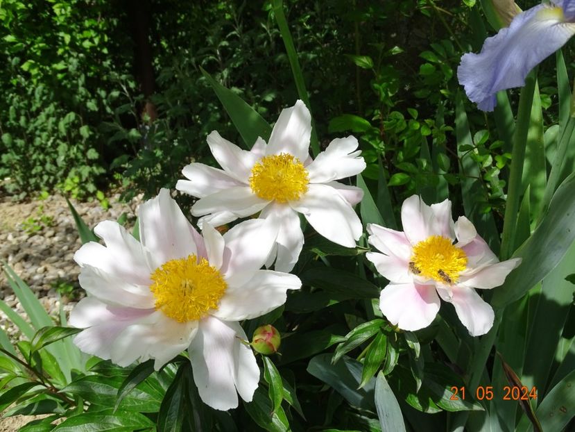  - Bujori 2024 -Dobarland