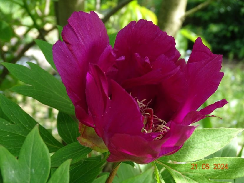 Purple Sensation - Bujori 2024 -Dobarland
