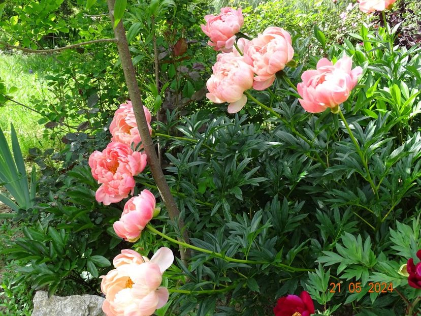 Coral Charm - Bujori 2024 -Dobarland