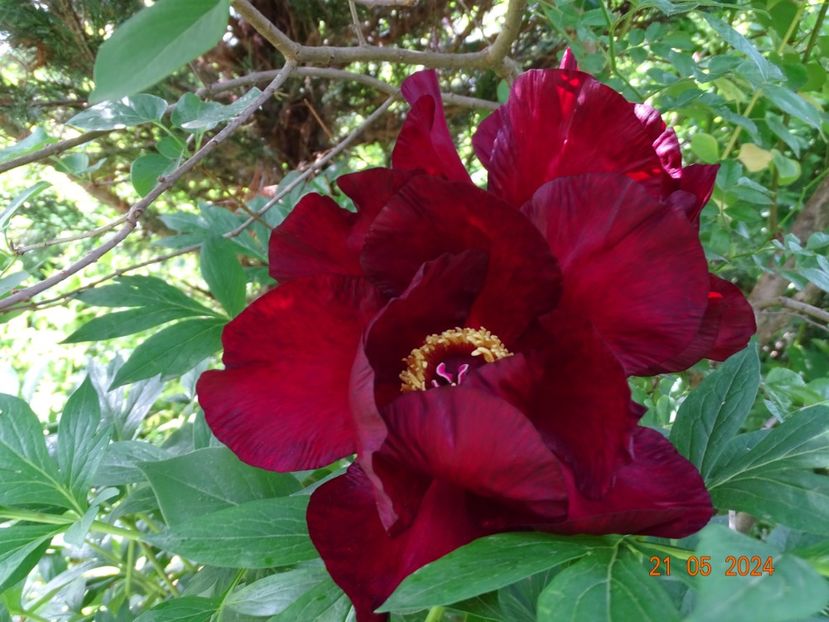 Scarlet Heaven - Bujori 2024 -Dobarland