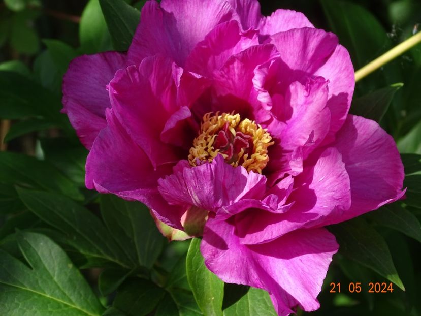  - Bujori 2024 -Dobarland