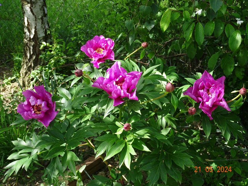 Sonoma Amethyst - Bujori 2024 -Dobarland