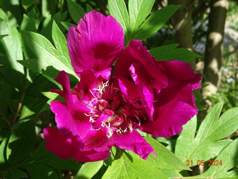 Purple Sensation - Bujori 2024 -Dobarland