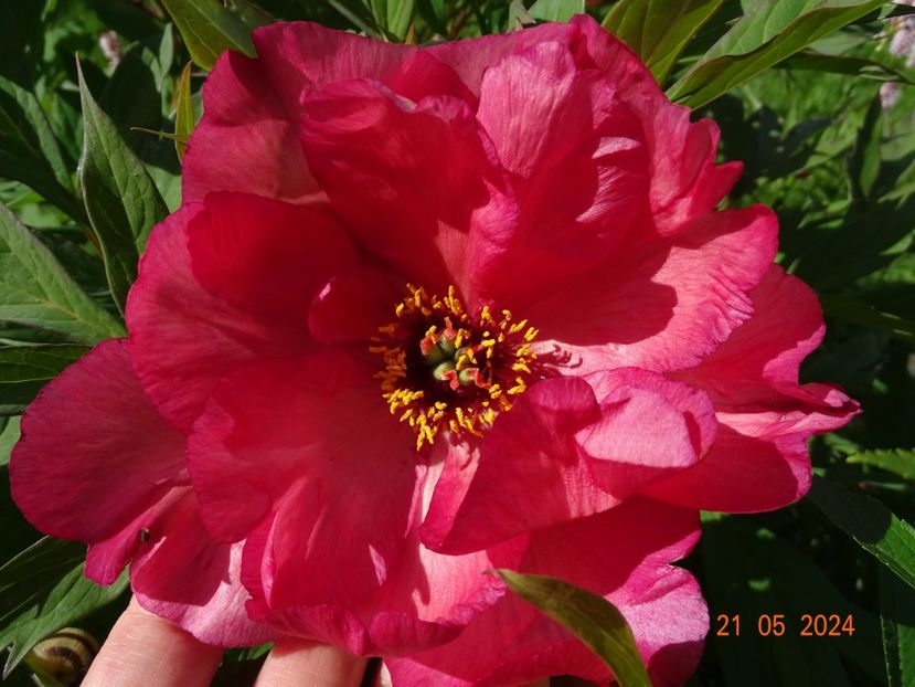 Renown - Bujori 2024 -Dobarland