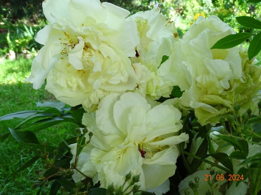  - Bujori 2024 -Dobarland