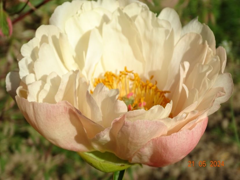 King's Day - Bujori 2024 -Dobarland