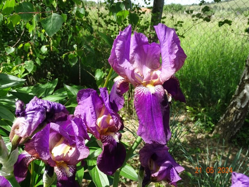  - Irisi 2024 -Dobarland