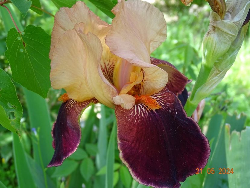  - Irisi 2024 -Dobarland