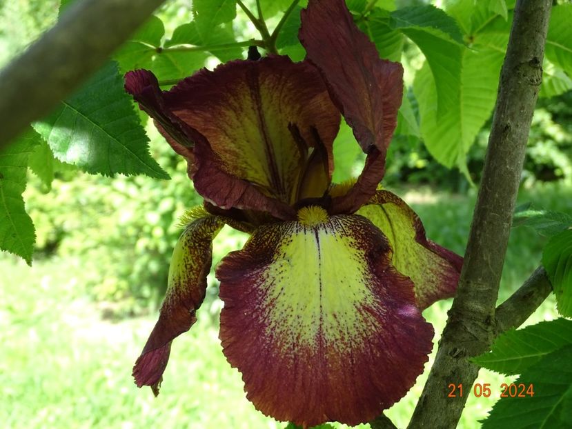  - Irisi 2024 -Dobarland