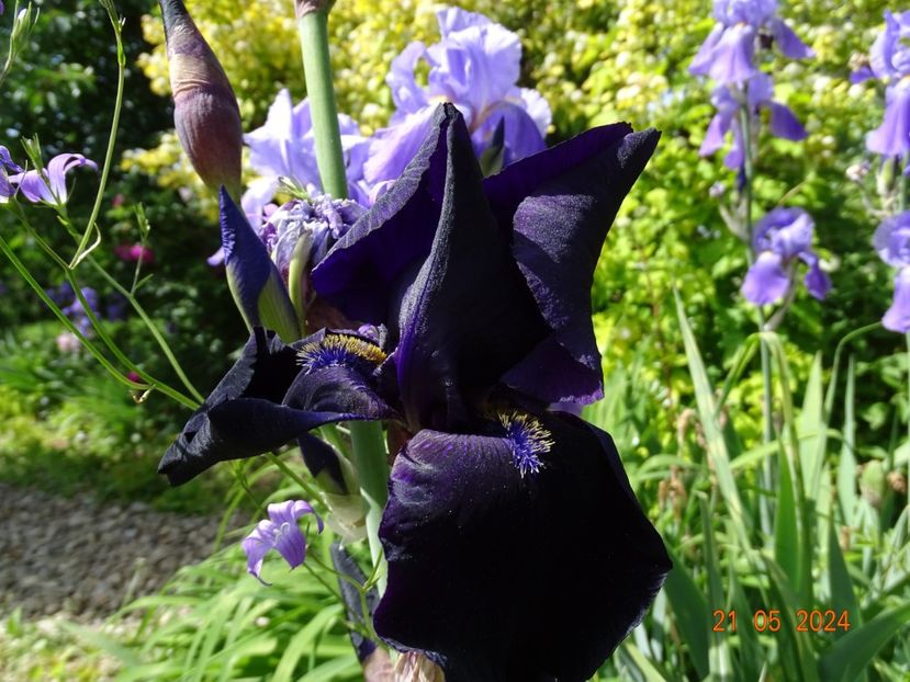  - Irisi 2024 -Dobarland