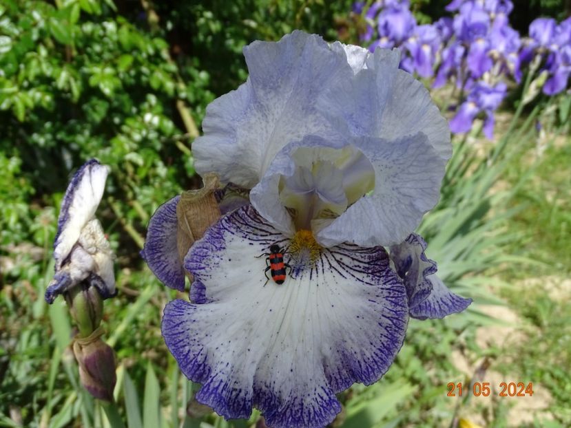  - Irisi 2024 -Dobarland