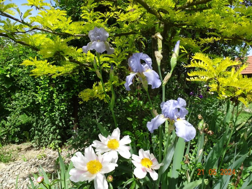  - Irisi 2024 -Dobarland