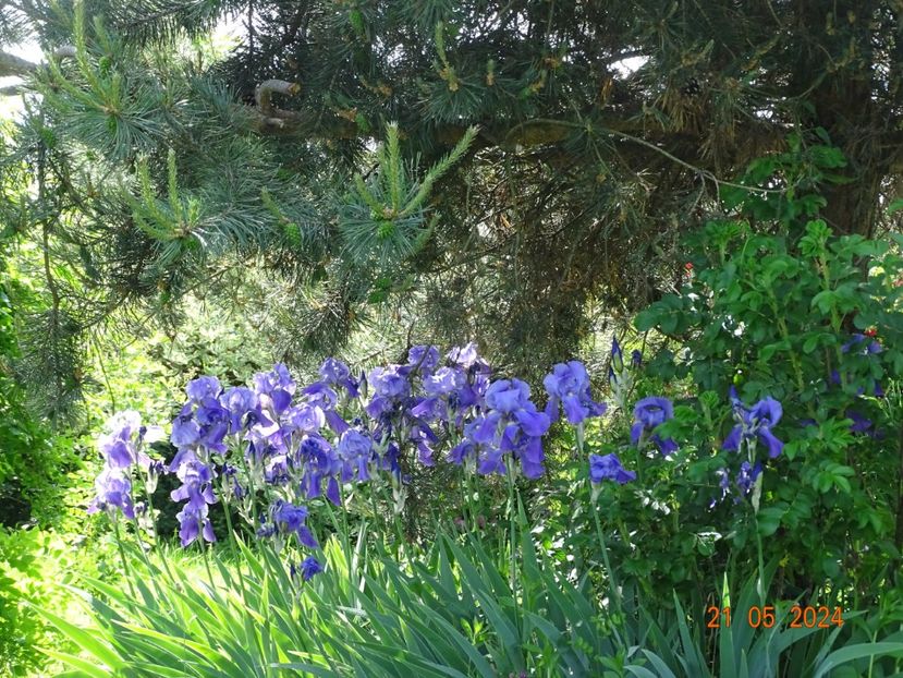  - Irisi 2024 -Dobarland