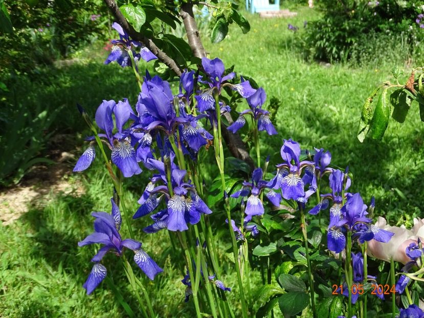  - Irisi 2024 -Dobarland