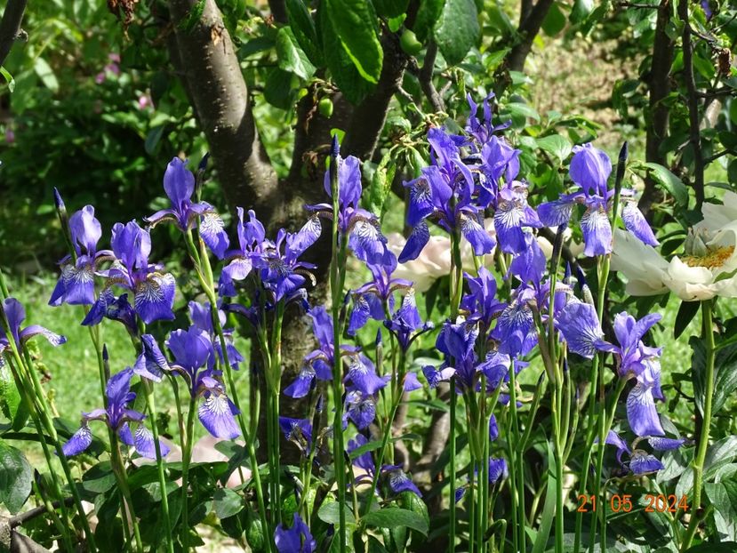  - Irisi 2024 -Dobarland