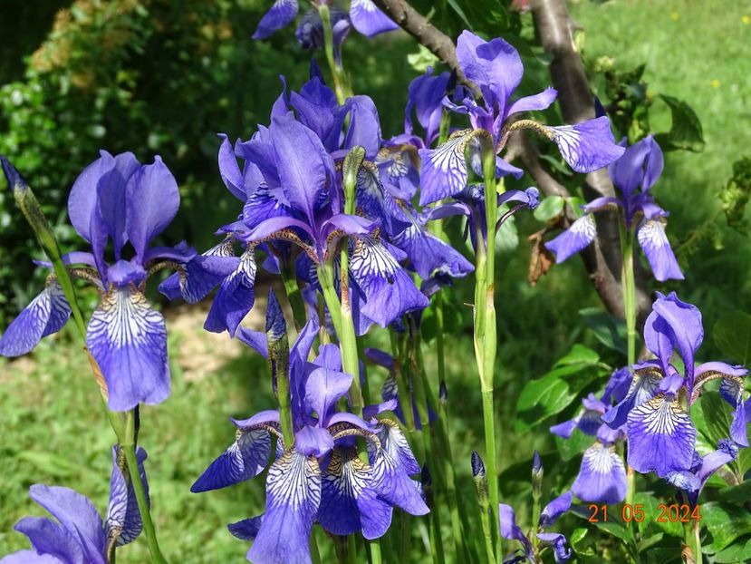  - Irisi 2024 -Dobarland