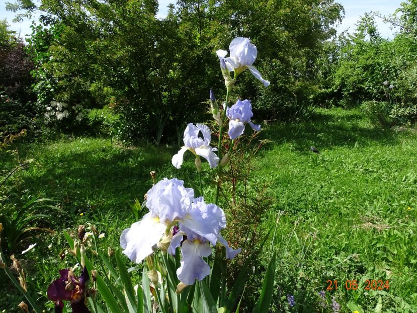  - Irisi 2024 -Dobarland