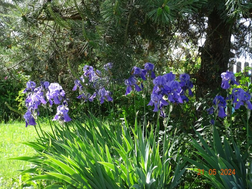  - Irisi 2024 -Dobarland