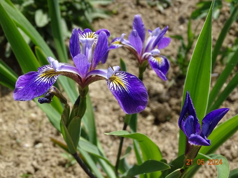  - Irisi 2024 -Dobarland