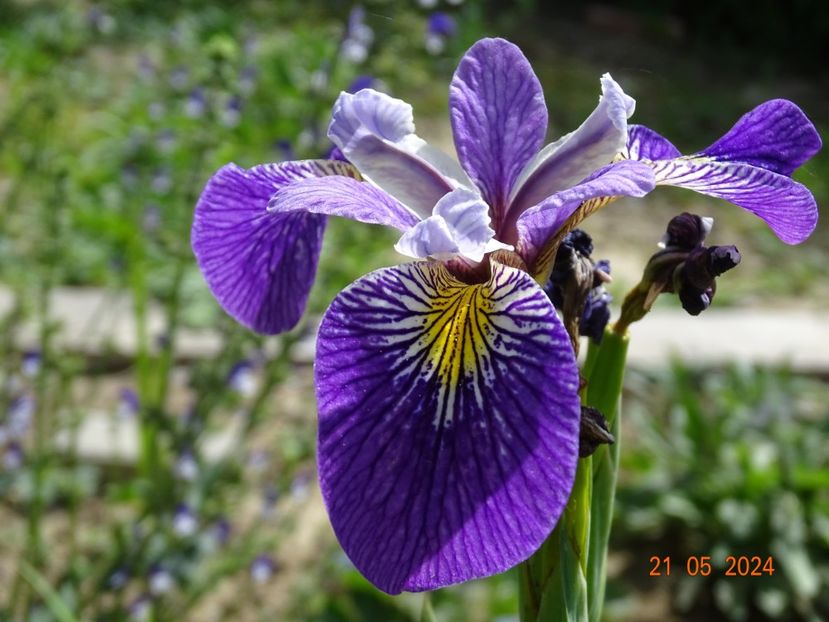  - Irisi 2024 -Dobarland