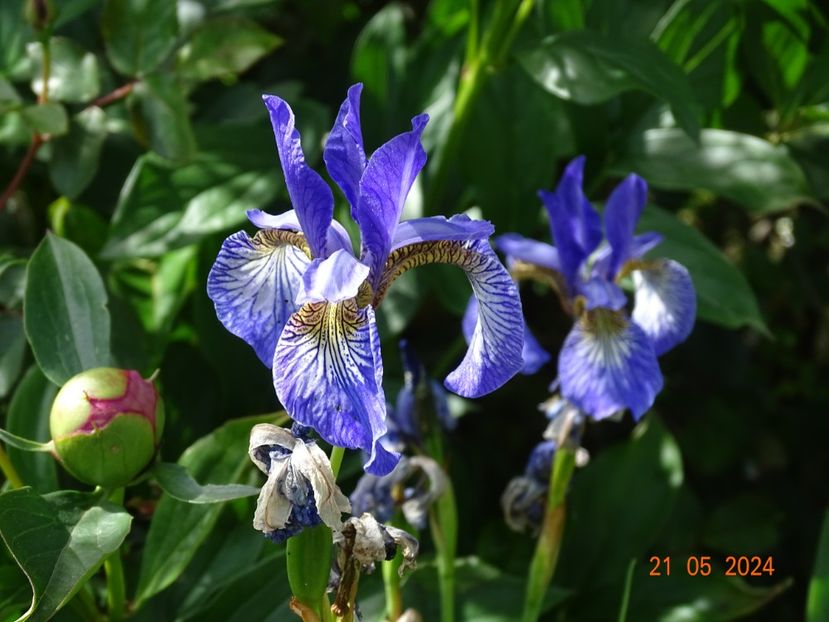  - Irisi 2024 -Dobarland