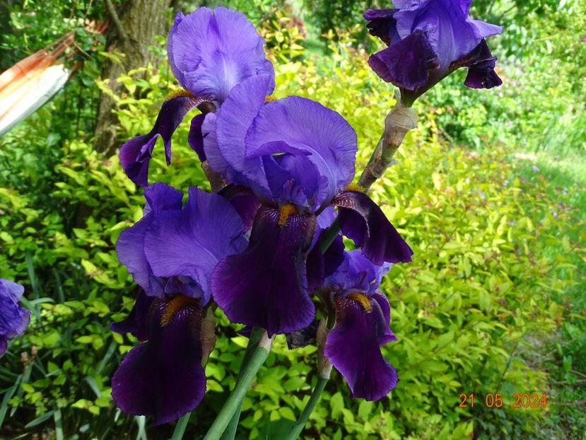  - Irisi 2024 -Dobarland